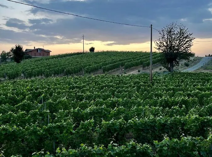 Bricco 46 فيلة *